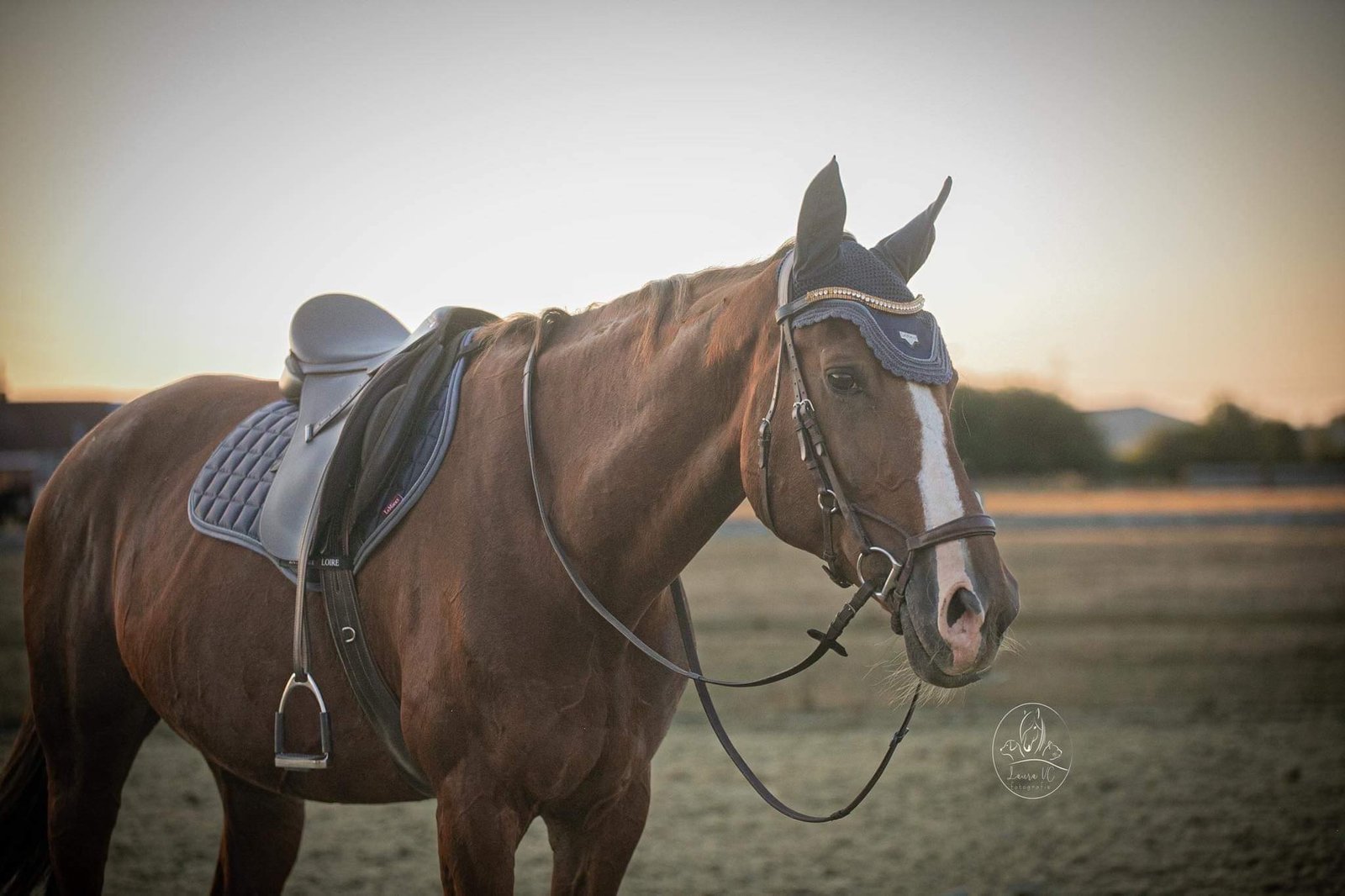 Horses's accessories